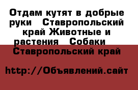 Отдам кутят в добрые руки - Ставропольский край Животные и растения » Собаки   . Ставропольский край